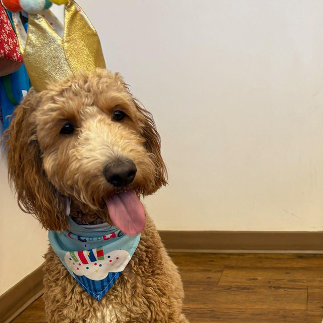 Oliver’s Camp Bow Wow