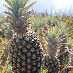 Pineapple Farm Tour for two in Hawaii