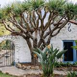 Leo Carrillo Historic Park