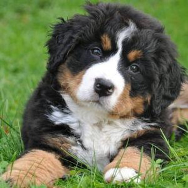 Our New Puppy