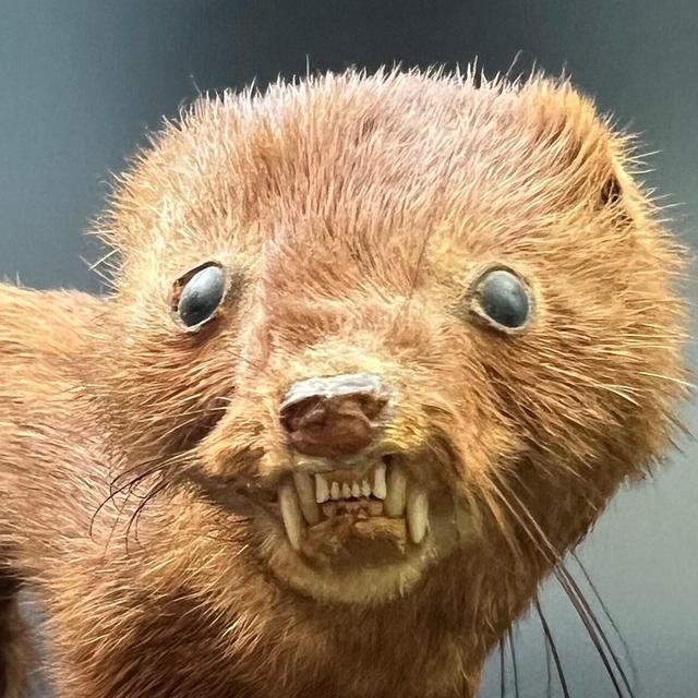 Vintage taxidermy taxidermy weasel circa 1960's