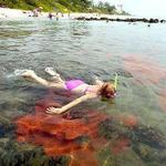 Red Reef Park