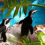 The Dallas World Aquarium