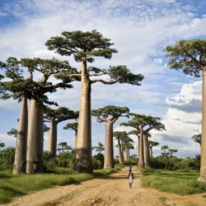 Baobabs weekend in Morondova, Madagascar