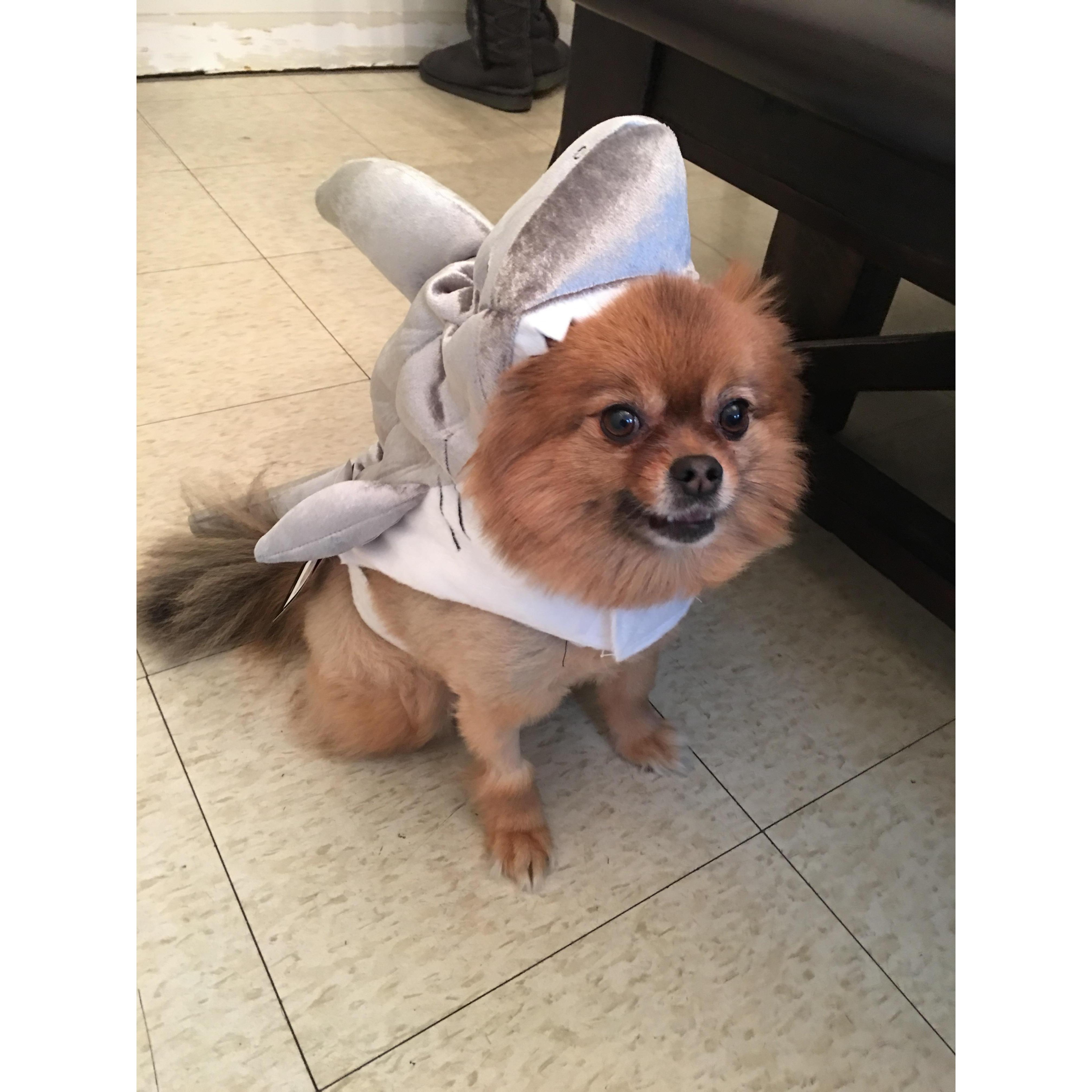 Watch out for Lady shark! she will kill you with cuddles!