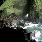 Sea Lion Caves
