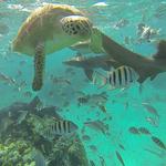 Explore the Belize Barrier Reef - The 2nd largest in the world