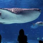 Georgia Aquarium