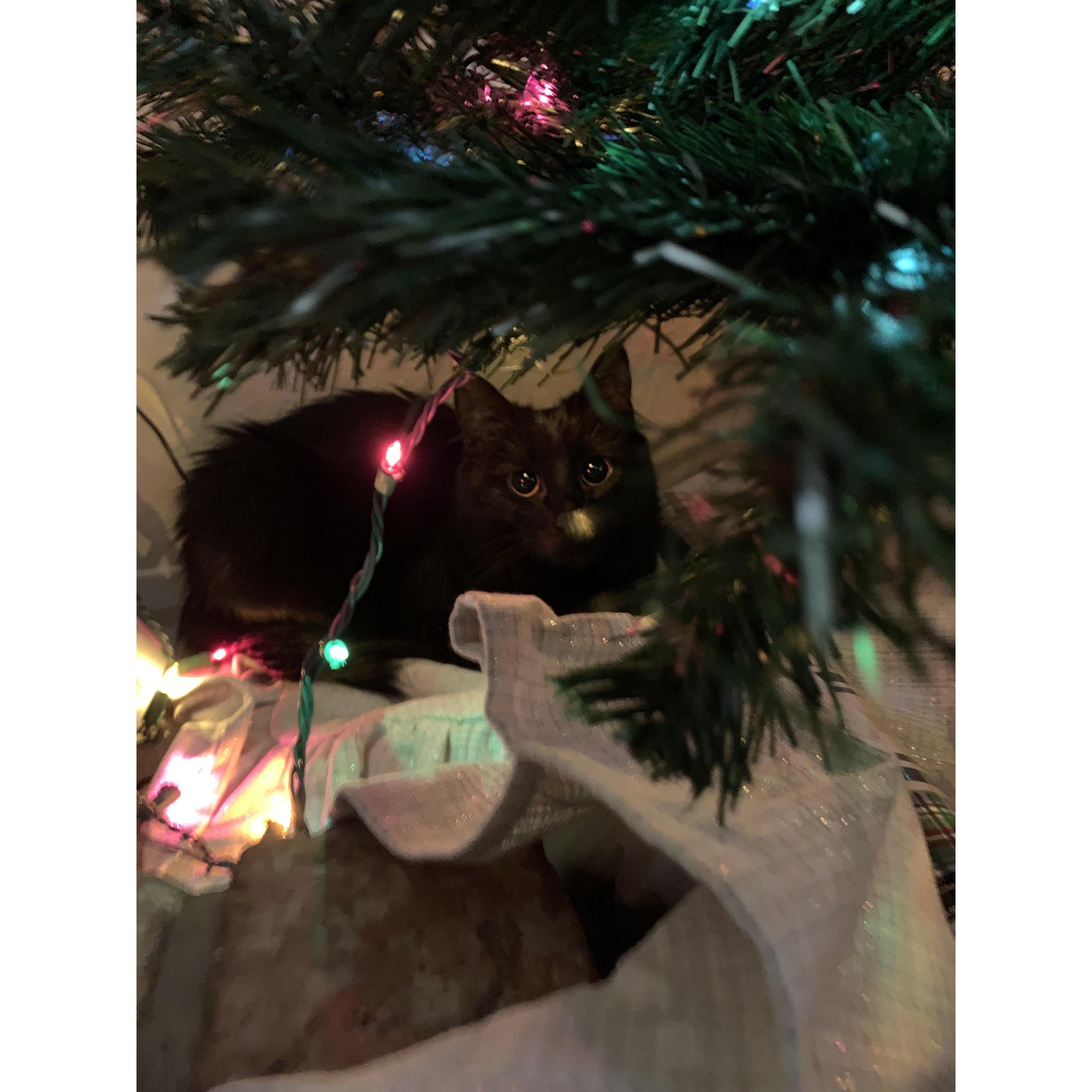 Lynx's first Christmas tree.