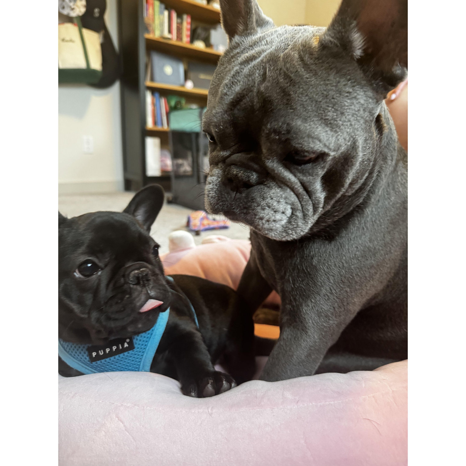 Mimi meets her best friend and arch nemesis, Bruce. Bruce feels the same about Mimi. She is in fact not very chill or quiet.