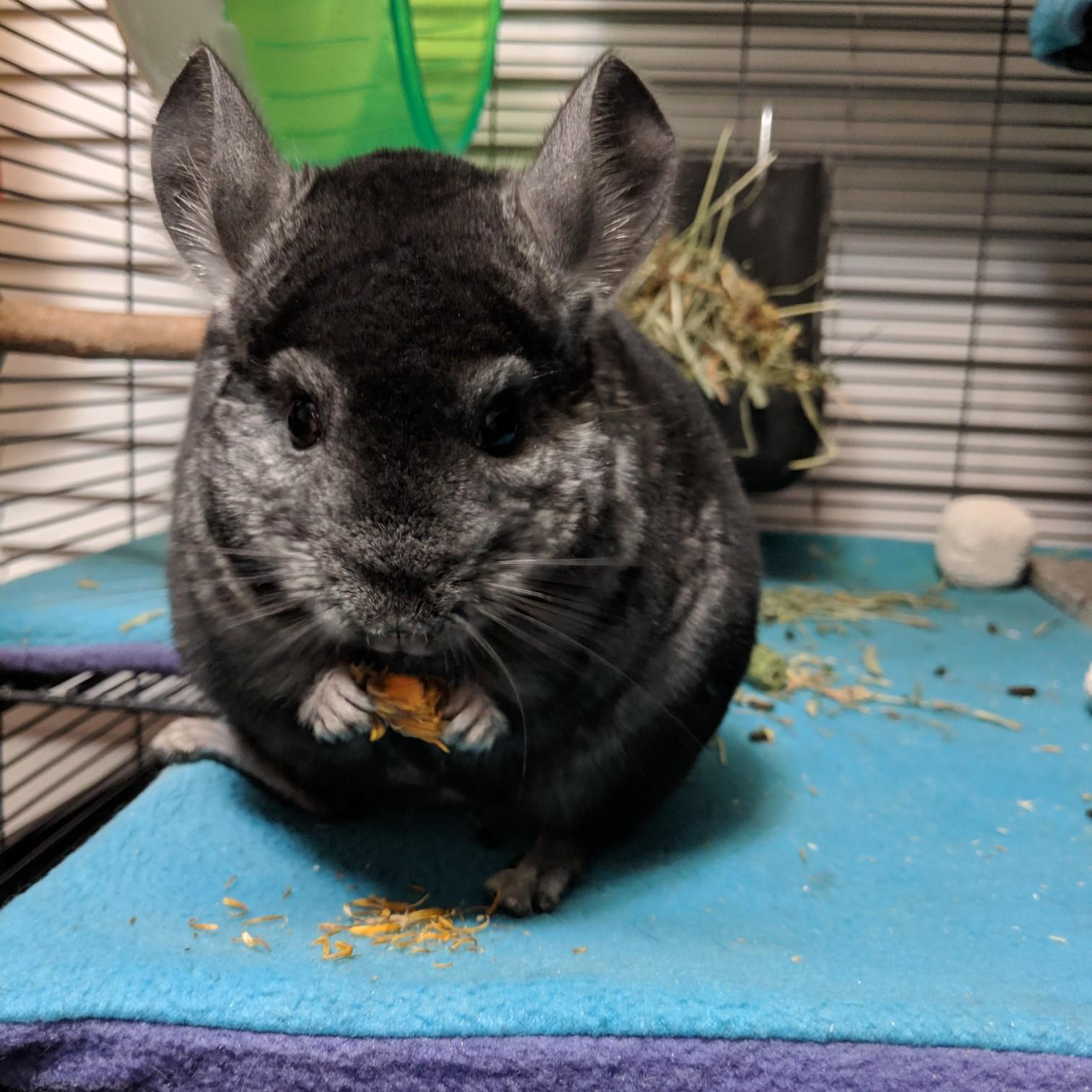 Totoro, 2019