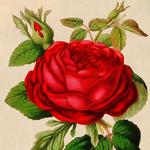 International Rose Test Garden + Japanese Garden