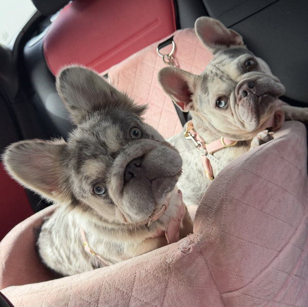 Hotel Canino para las perrijas