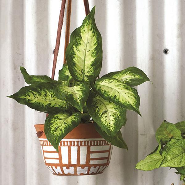 La Paz Painted Hanging Planter