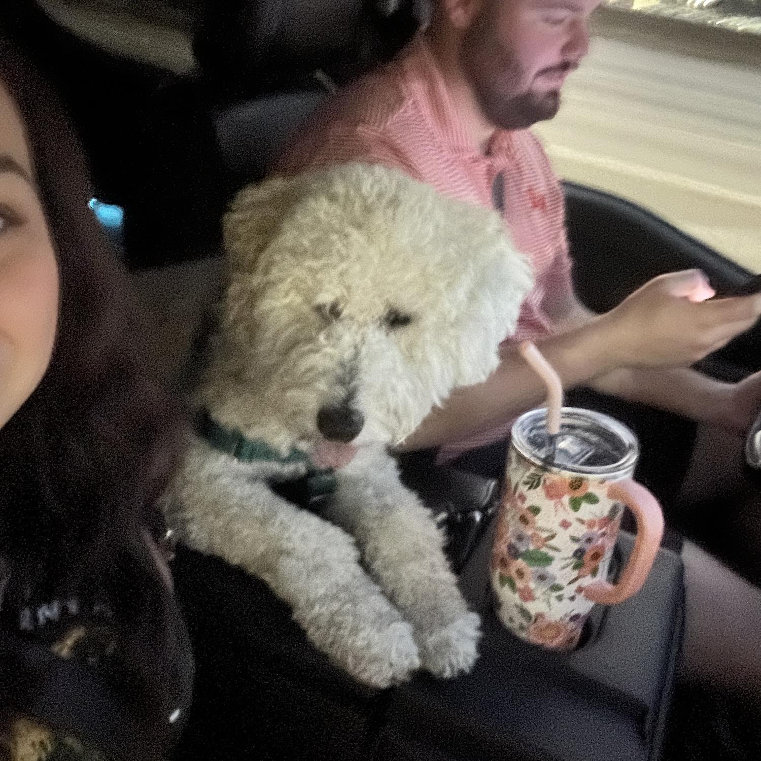 Driving around with chippy