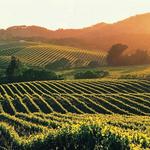 Napa Wine Tasting Combo Tour