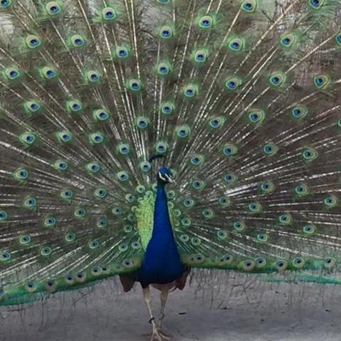 Audubon Zoo.
