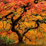 Portland Japanese Garden