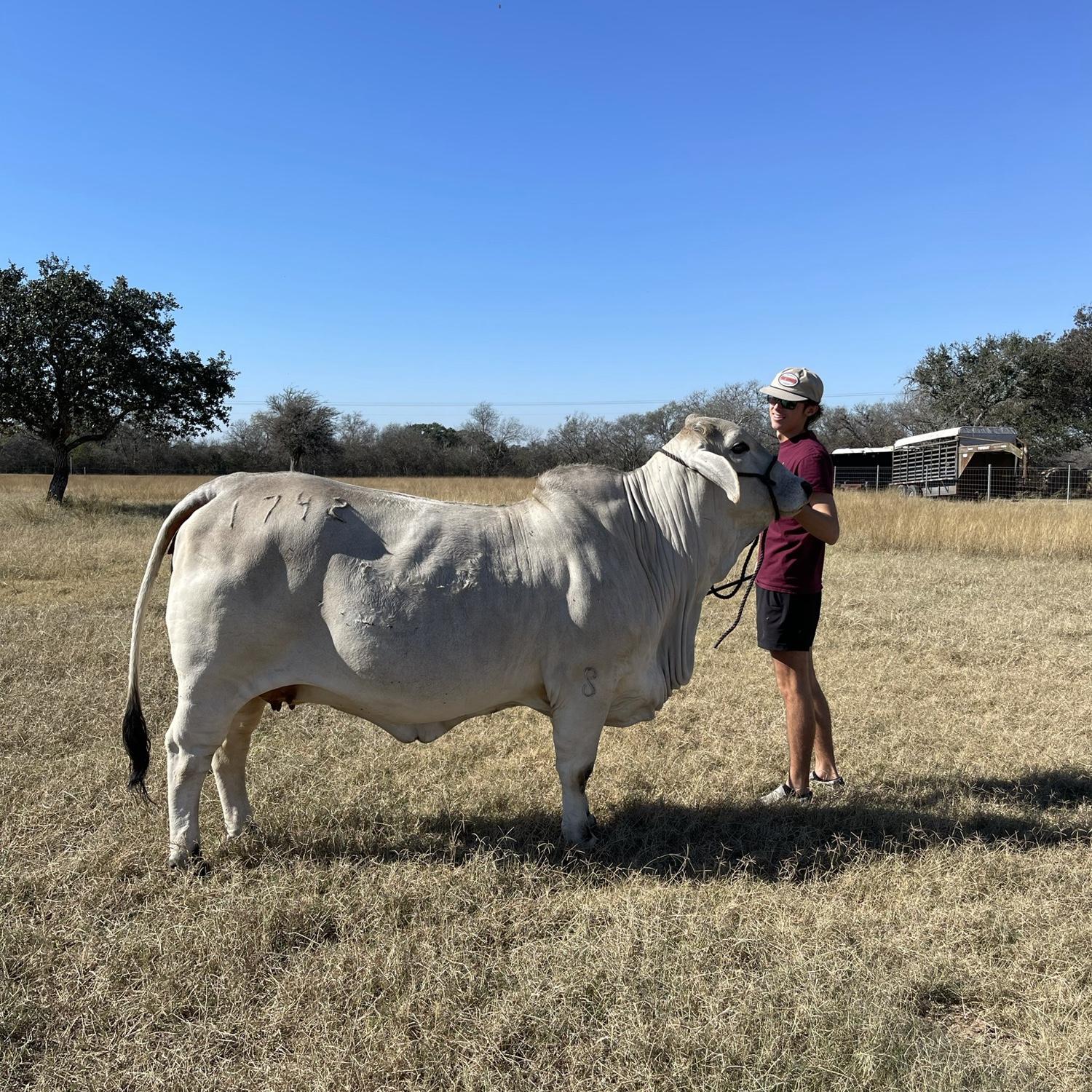 Meeting all the moo cows!