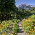 Santa Barbara Botanic Garden