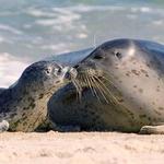Children's Pool La Jolla