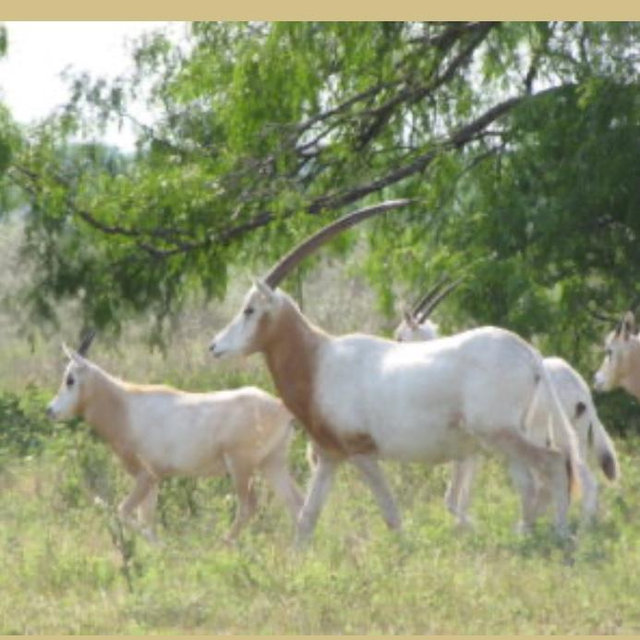 Exotic Live Game - Scimitar Horned Oryx