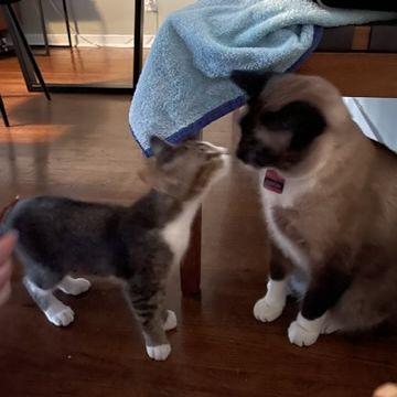 Simon and Maurice meet for the first time