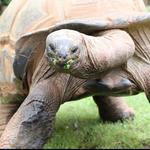 Greenville Zoo
