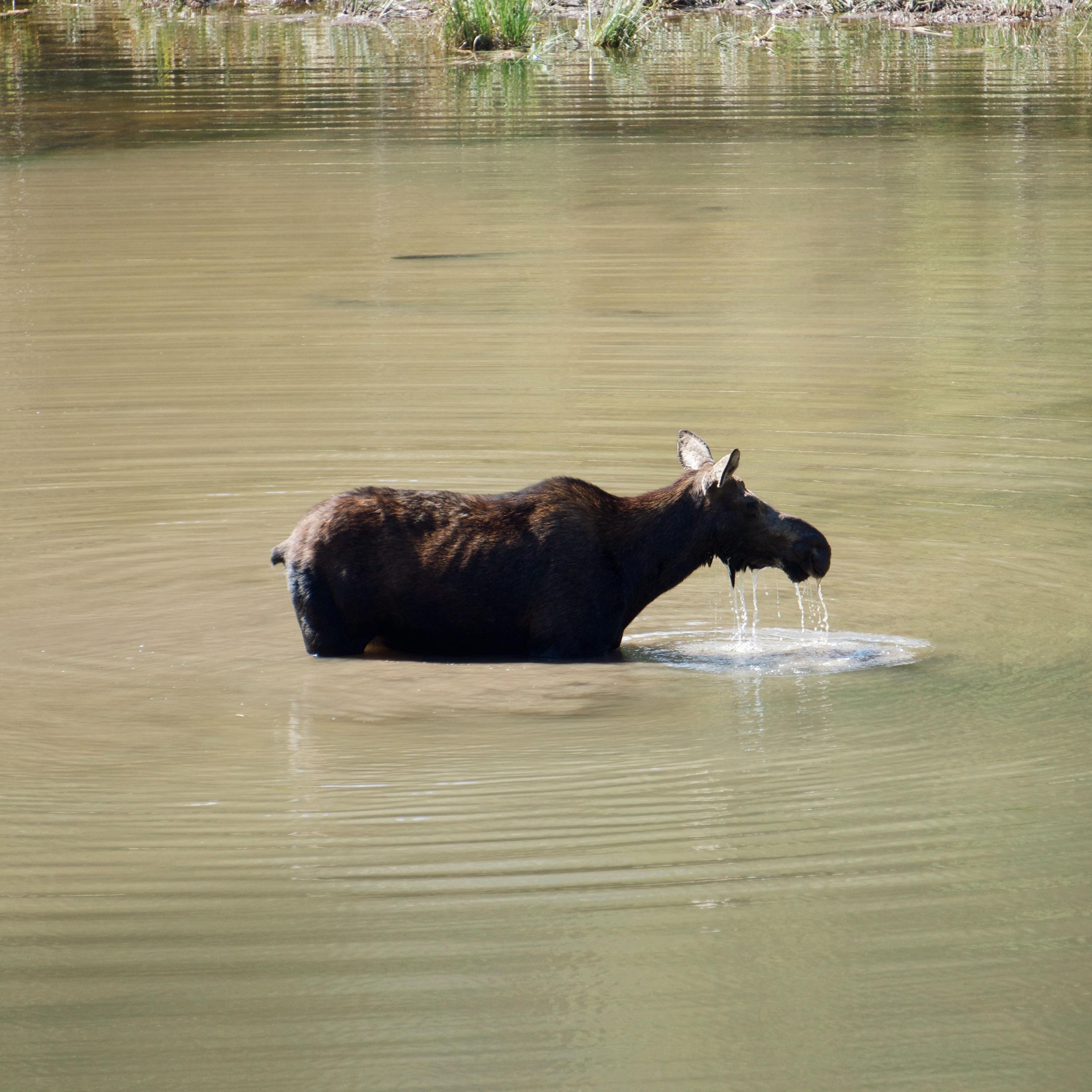 A moose in Moose Pond right off of the Jenny Lake Loop trail!
