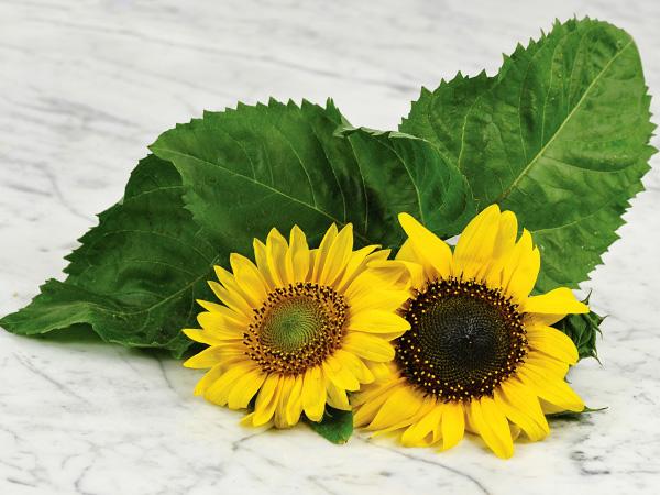 Henry Wilde Sunflower