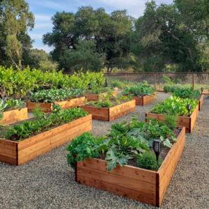 Raised Garden Beds