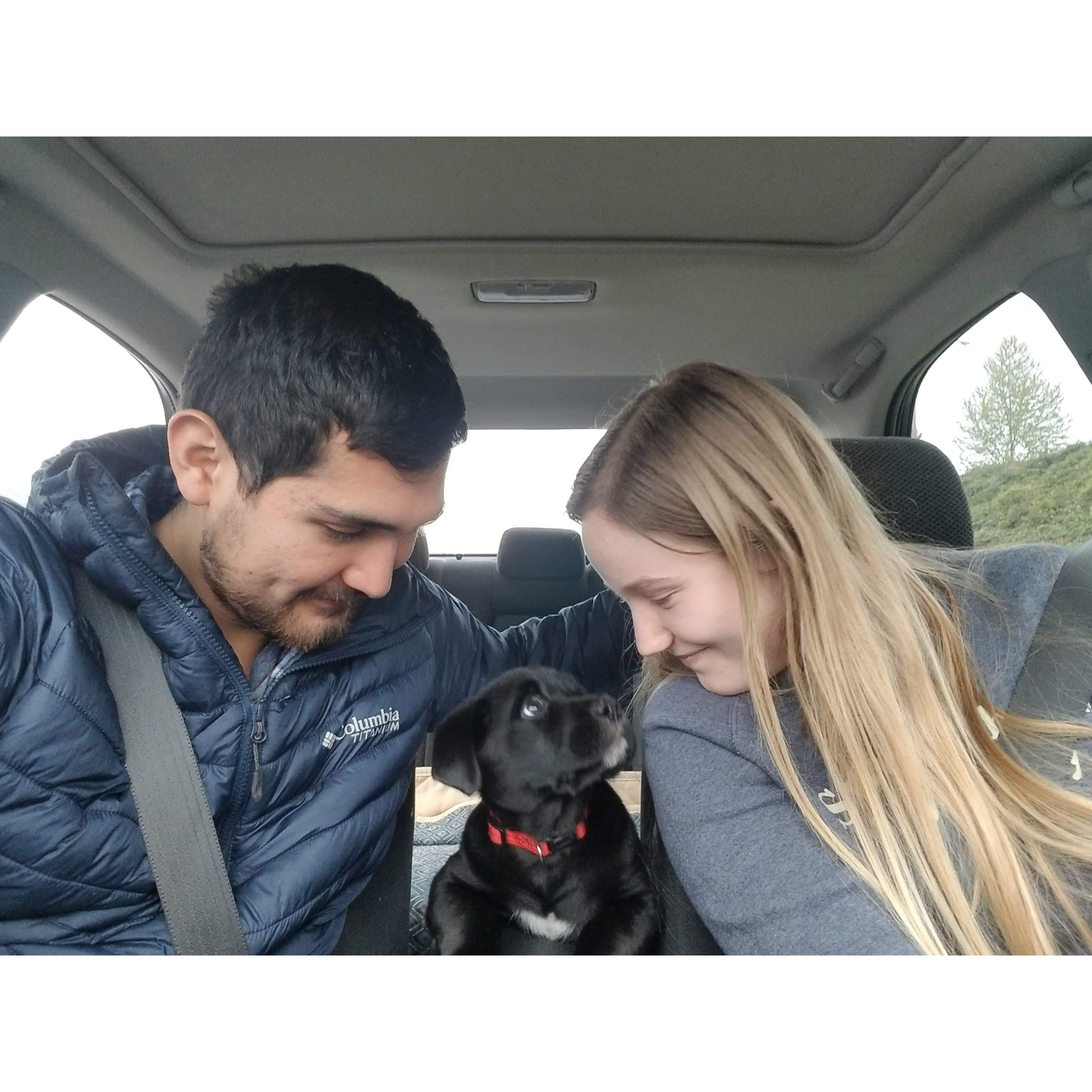 New puppy! March, 2020.