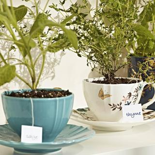Sprig & Vine Tea Cup & Saucer