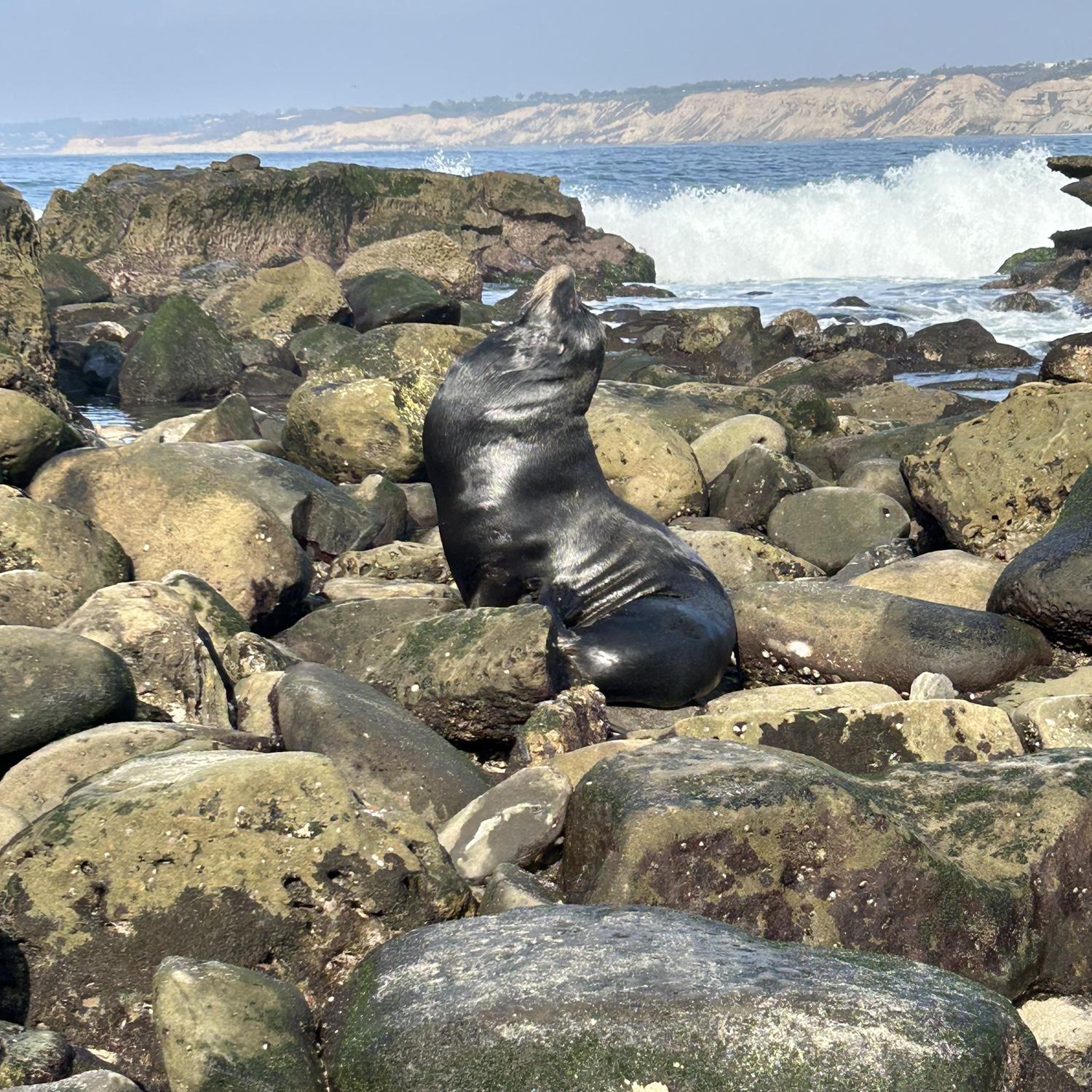 La Jolla Cove NYE 2024