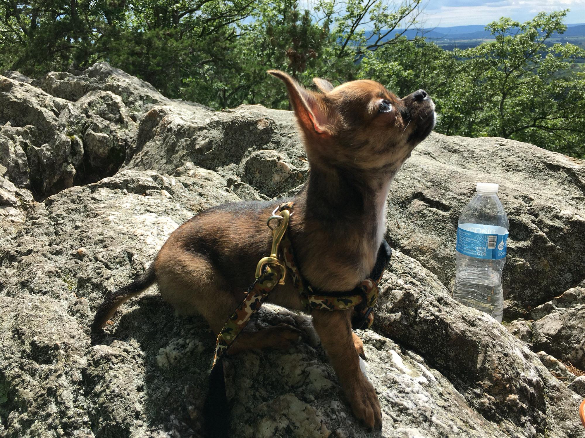 Queso on top of Sugarloaf Mountain (right where we got engaged!)