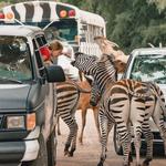 Wild Animal Safari - Pine Mountain, Georgia