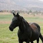 On Property at Brasada Ranch