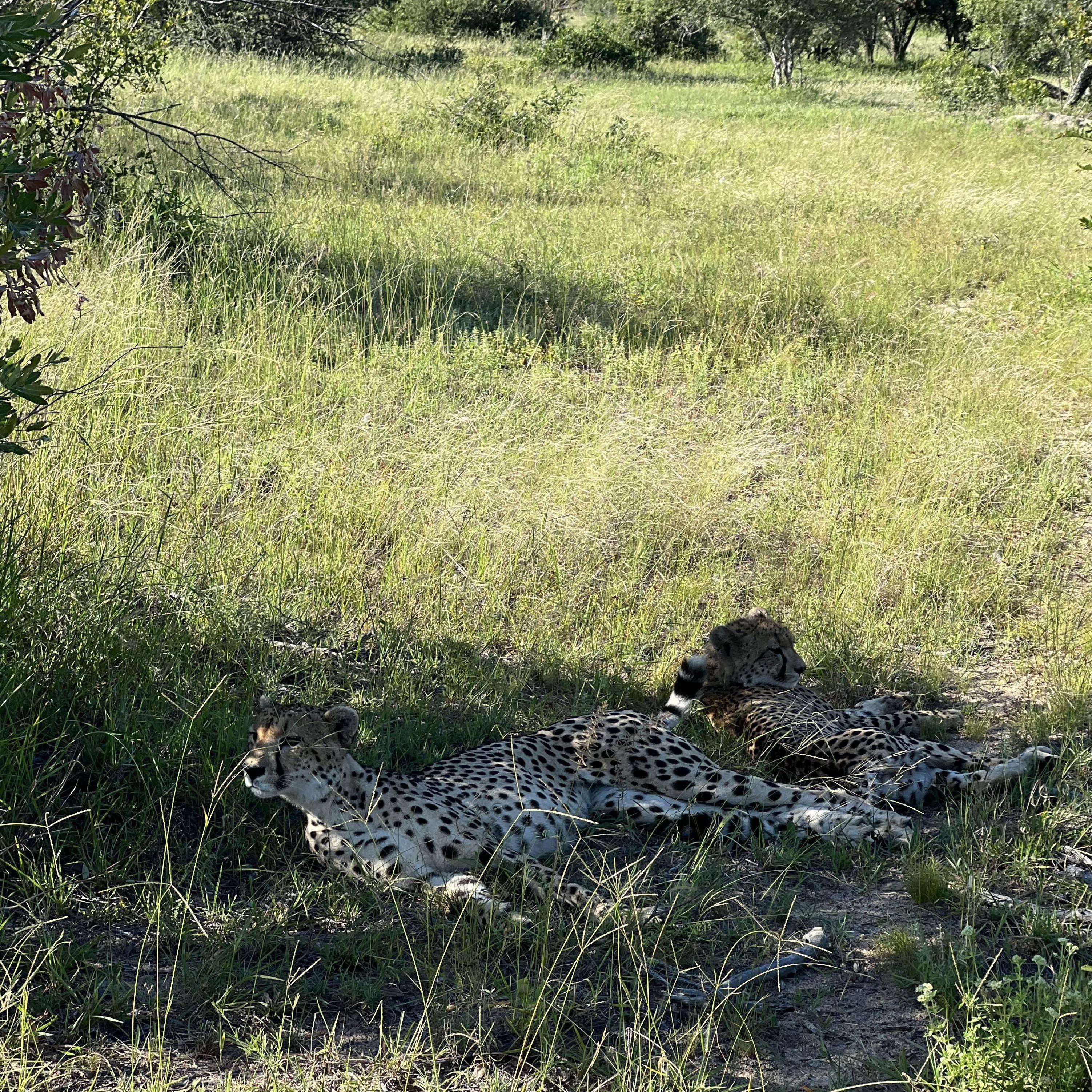 The only big cat that purrs.
