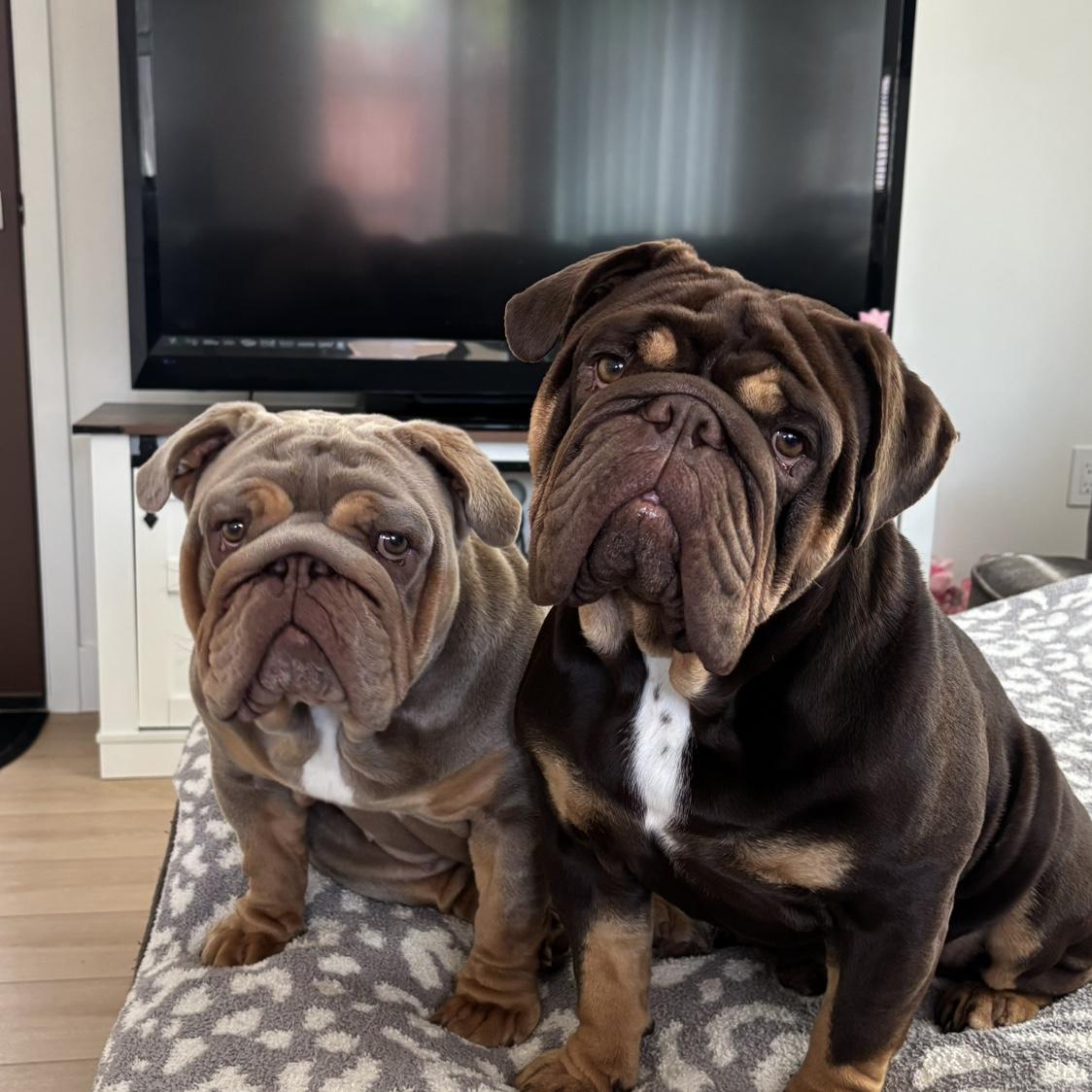 Our fur babies Molly and bear