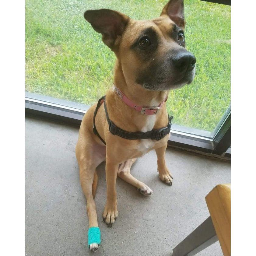 Our first outing together with Nala...until she scraped the bottom of her foot.