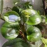 California Academy of Sciences