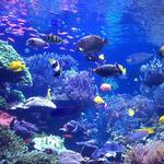 Long Island Aquarium