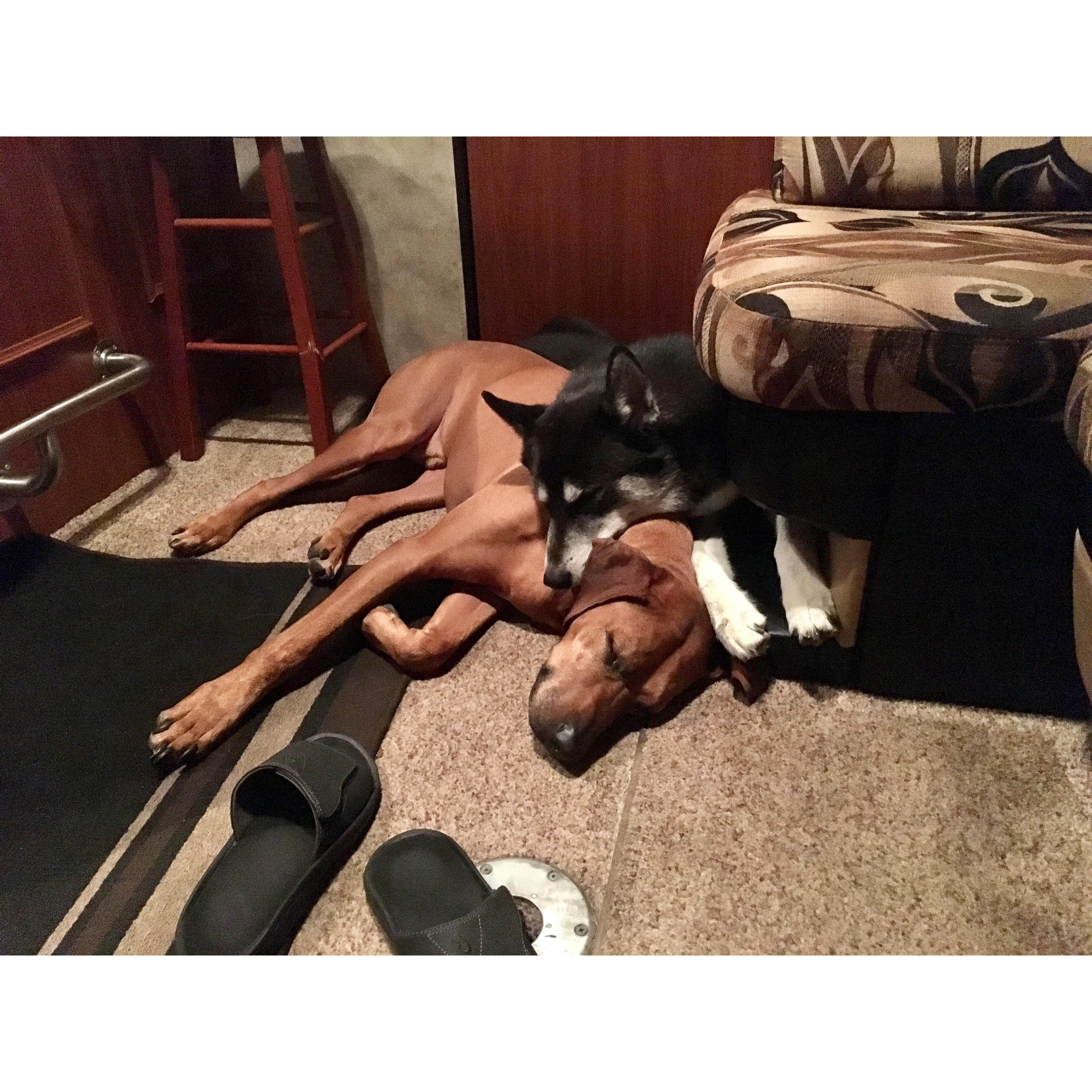 Our pups were feeling the love after Daniel popped the question in our 'new' camper.