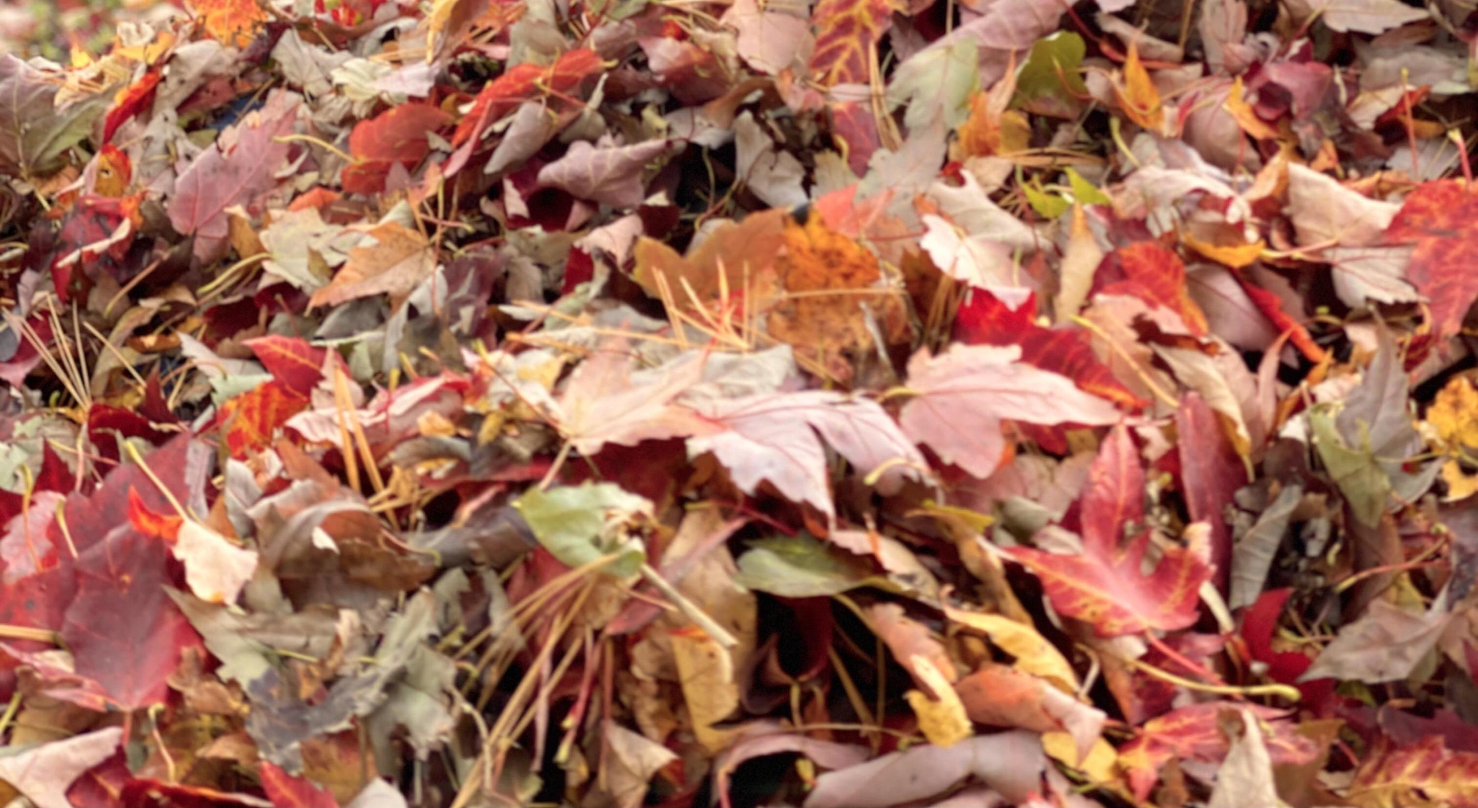 Footer image
