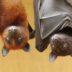 Lubee Bat Conservancy