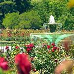 Rose Garden