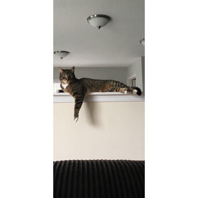 Turley Jay - "Our Little Best Friend"  Our angel cat who purred love when they needed it most and showed them that they were meant to be cat parents.