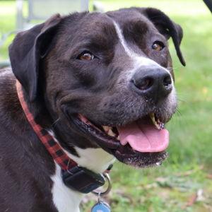 Year's Supply Of Pet Treats for Winny Boy
