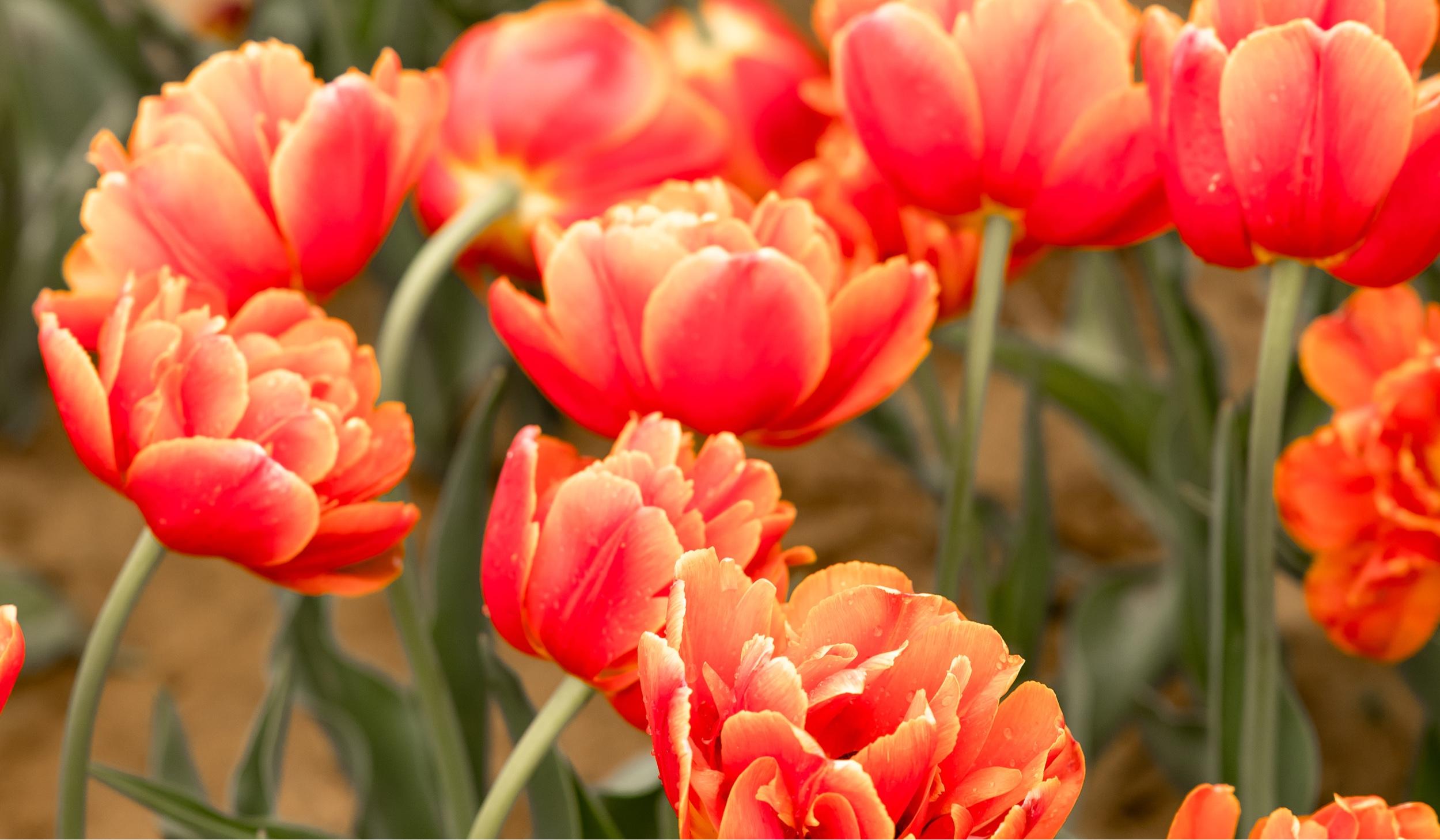 The Wedding Website of Amalia Price and Andy Wang