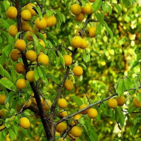 Shiro Plum Tree
